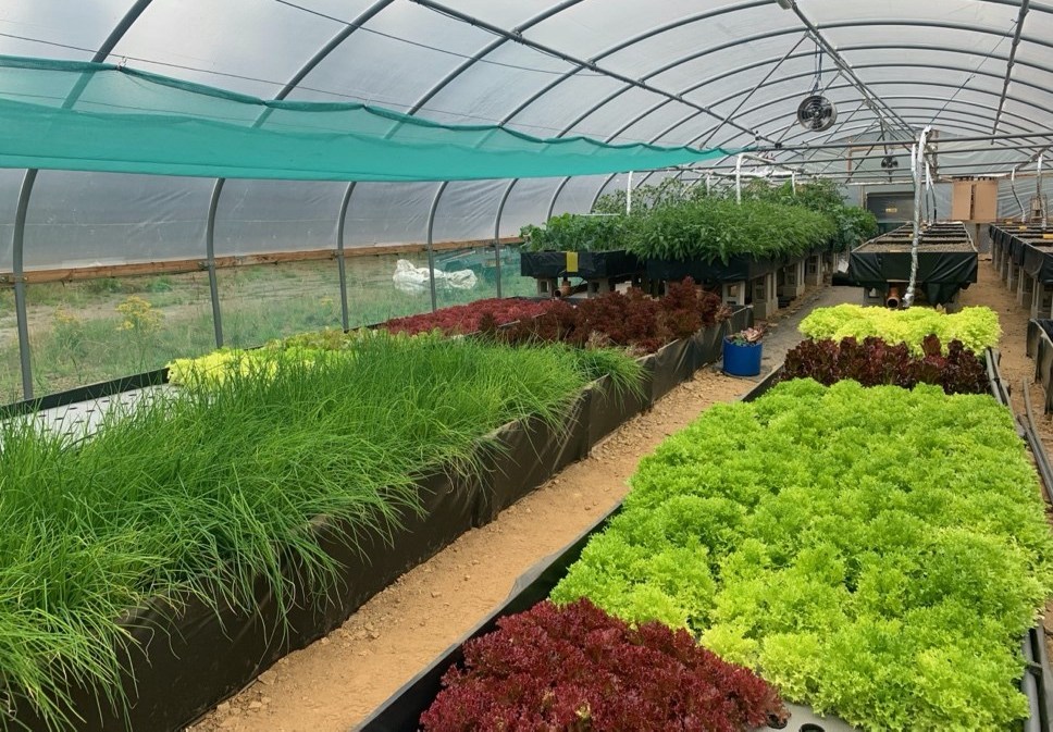 Crops growing in a greenhouse