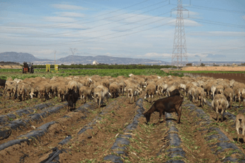 Animals in field with plastic