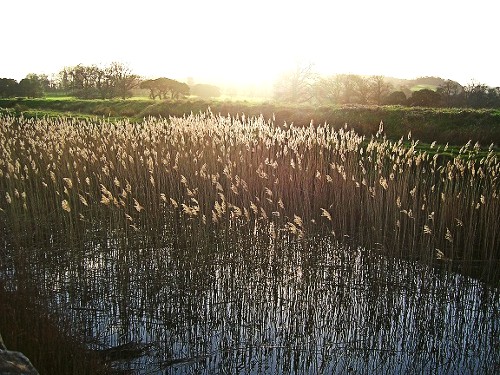 River with water based flora