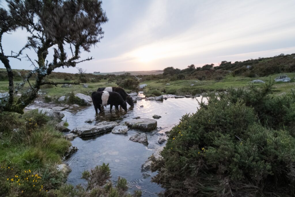 Cows drinking from upland stream