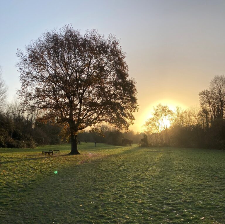 A tree with sunrise behind