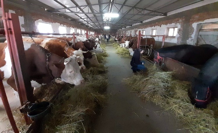 Cows eating hay inside a farm shed